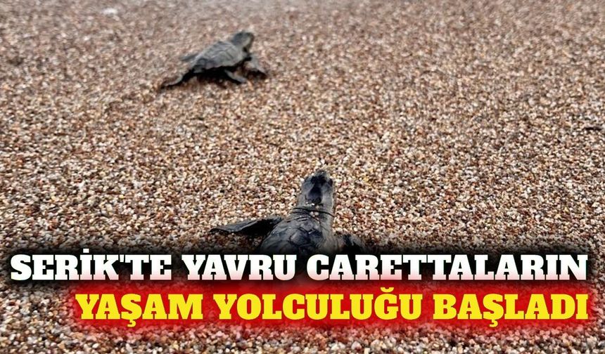 Serik'te caretta carettaların deniz yolculuğu başladı