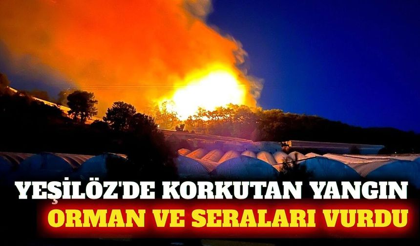 Alanya Yeşilöz'de yangın seraları ve ormanı vurdu