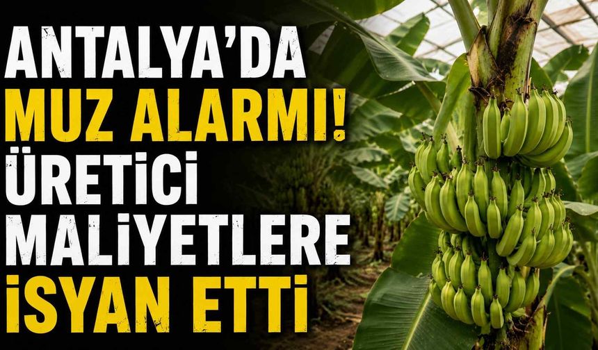 Antalya'da muz alarmı! Üretici maliyetlere isyan etti