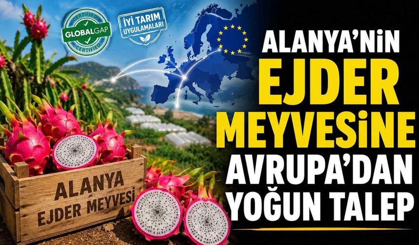 Alanya'nın ejder meyvesine Avrupa'dan yoğun talep