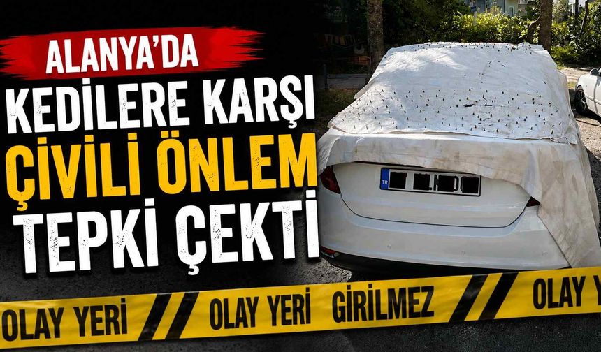 Alanya'da kedilere karşı çivili önlem tepki çekti