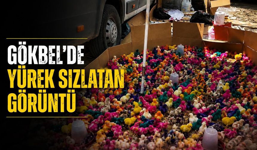Alanya'da yürek sızlatan görüntü