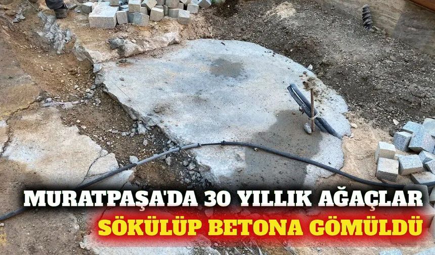 Muratpaşa'da 30 yıllık hurma ağaçları sökülüp beton döküldü