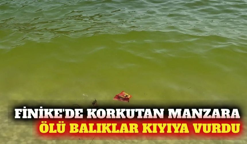 Finike'de deniz kirliliği ve ölü balık endişesi