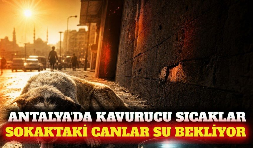 Antalya'da sokak hayvanları için temiz su çağrısı