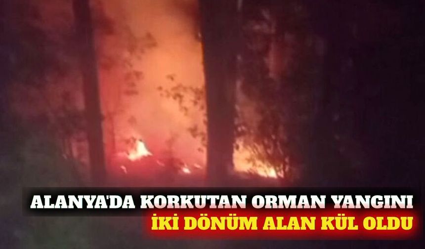 Alanya'da çıkan orman yangınında 2 dönüm alan zarar gördü