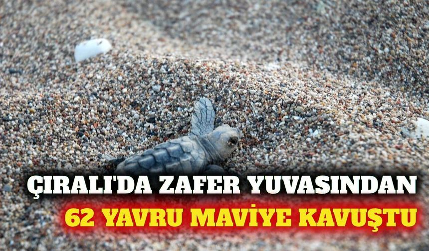 Kemer Çıralı'da 62 yavru kaplumbağa denizle buluştu