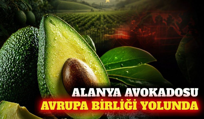 Alanya avokadosu Avrupa Birliği tescil yolunda