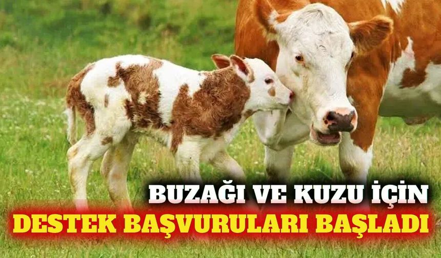 Antalya'da 2026 buzağı ve kuzu destek başvuruları başladı