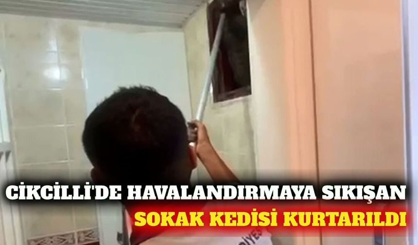 Cikcilli'de bacaya düşen sokak kedisi kurtarıldı