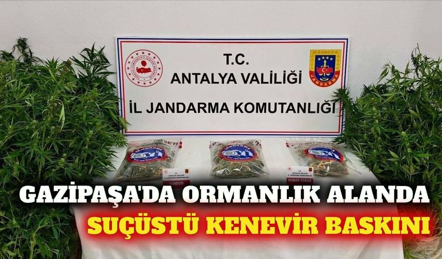 Gazipaşa'da ormanlık alanda suçüstü kenevir operasyonu