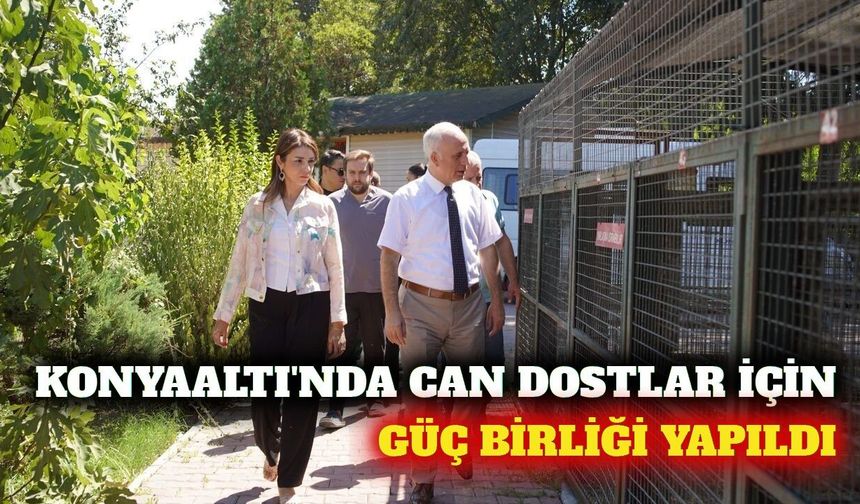 Konyaaltı'nda sokak hayvanları için iş birliği mesajı
