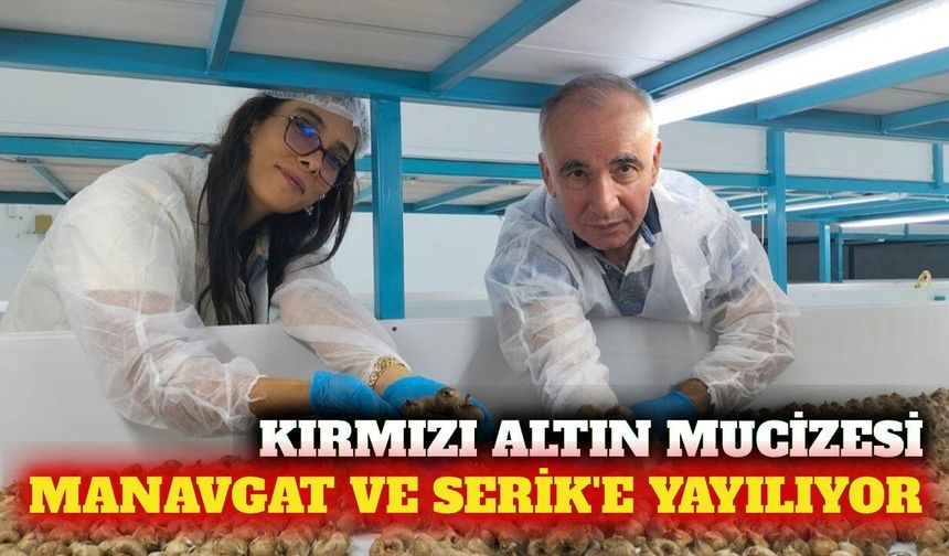 Topraksız safran üretimi Manavgat ve Serik'e yayılıyor