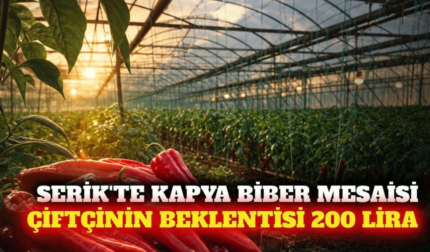 Serik'te kapya biber ekimi başladı: Üretici 200 TL bekliyor