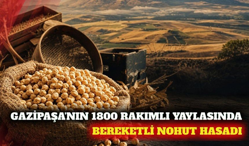 Gazipaşa'da 1800 rakımlı yaylada nohut hasadı yapıldı