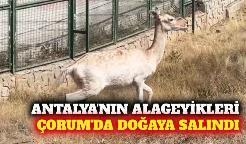 Antalya Düzlerçamı'ndan Çorum'a alageyik nakli