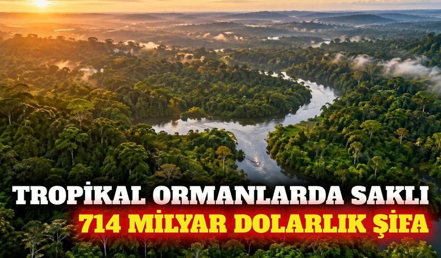 Tropikal ormanlarda 714 milyar dolarlık ilaç potansiyeli