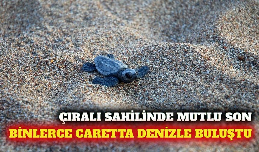 Çıralı'da 3 bin 458 yavru caretta caretta denize ulaştı