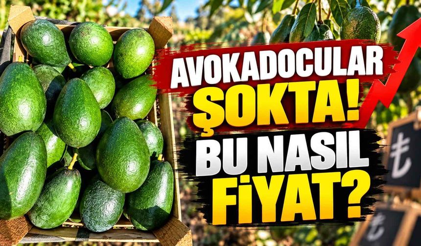 Avokadocular şokta! Bu nasıl fiyat