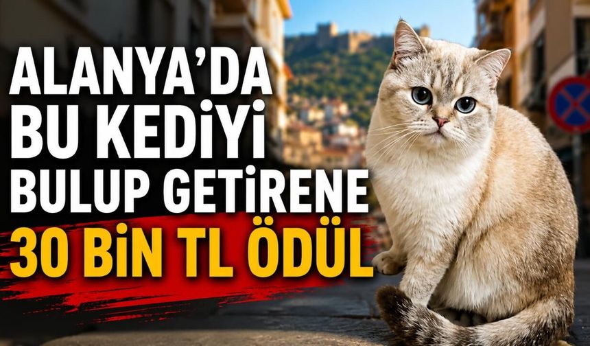 Alanya'da bu kediyi bulup getirene 30 bin TL ödül