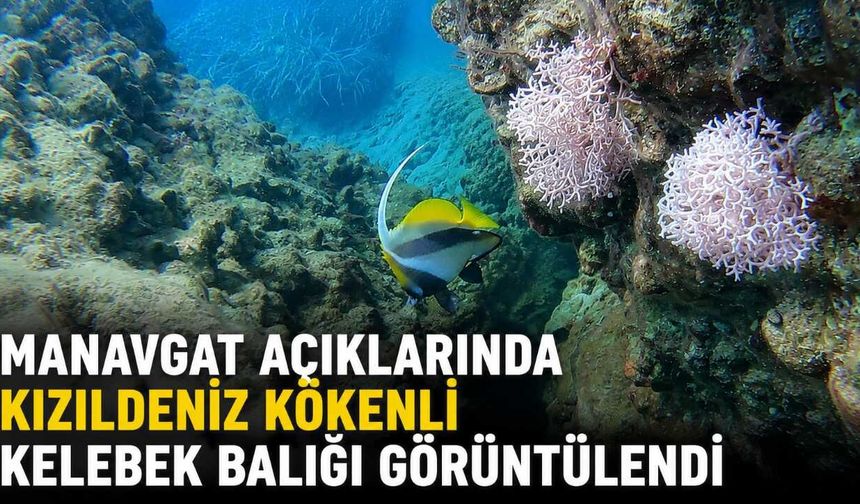 Manavgat açıklarında Kızıldeniz kökenli kelebek balığı görüntülendi