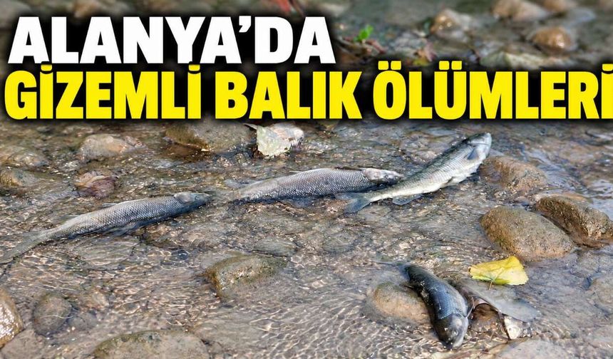 Alanya'da gizemli balık ölümleri