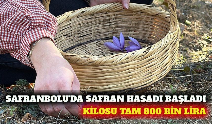 Safranbolu'da kilosu 800 bin liralık safran hasadı başladı