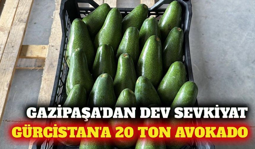 Gazipaşa'dan Gürcistan'a 20 ton avokado ihracatı başladı.