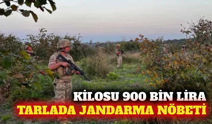 Safranbolu'da 900 bin liralık safran için jandarma nöbeti
