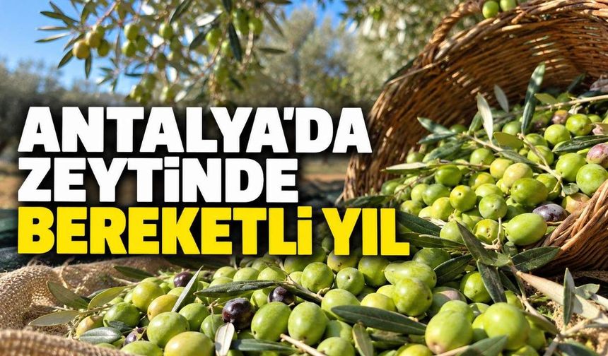 Antalya'da zeytin hasadı başladı: Üretimde yüzde 40 artış beklentisi