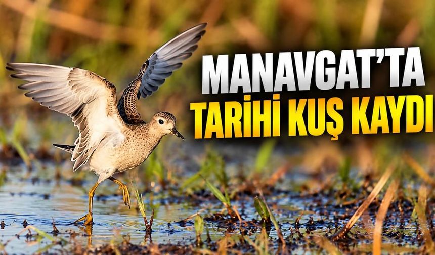 Manavgat'ta Türkiye için ilk kez çayırkoşarı görüntülendi