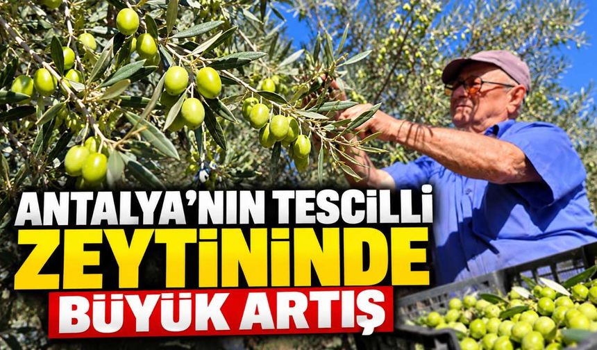 Antalya'nın tescilli zeytininde 10 bin ton hedefi: İşte fiyatı