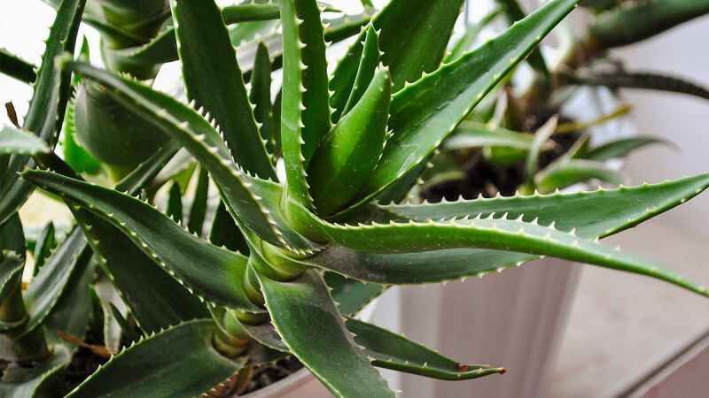 sky organics aloe vera gel Aloe Vera Gelly main image 0