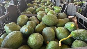 Alanya’da avokado bahçesinde hırsızlık: 3 şüpheli jandarmadan kaçamadı