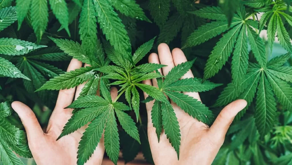 Alanya kenevir üretim merkezlerinden oluyor! Hükümetten izin çıktı