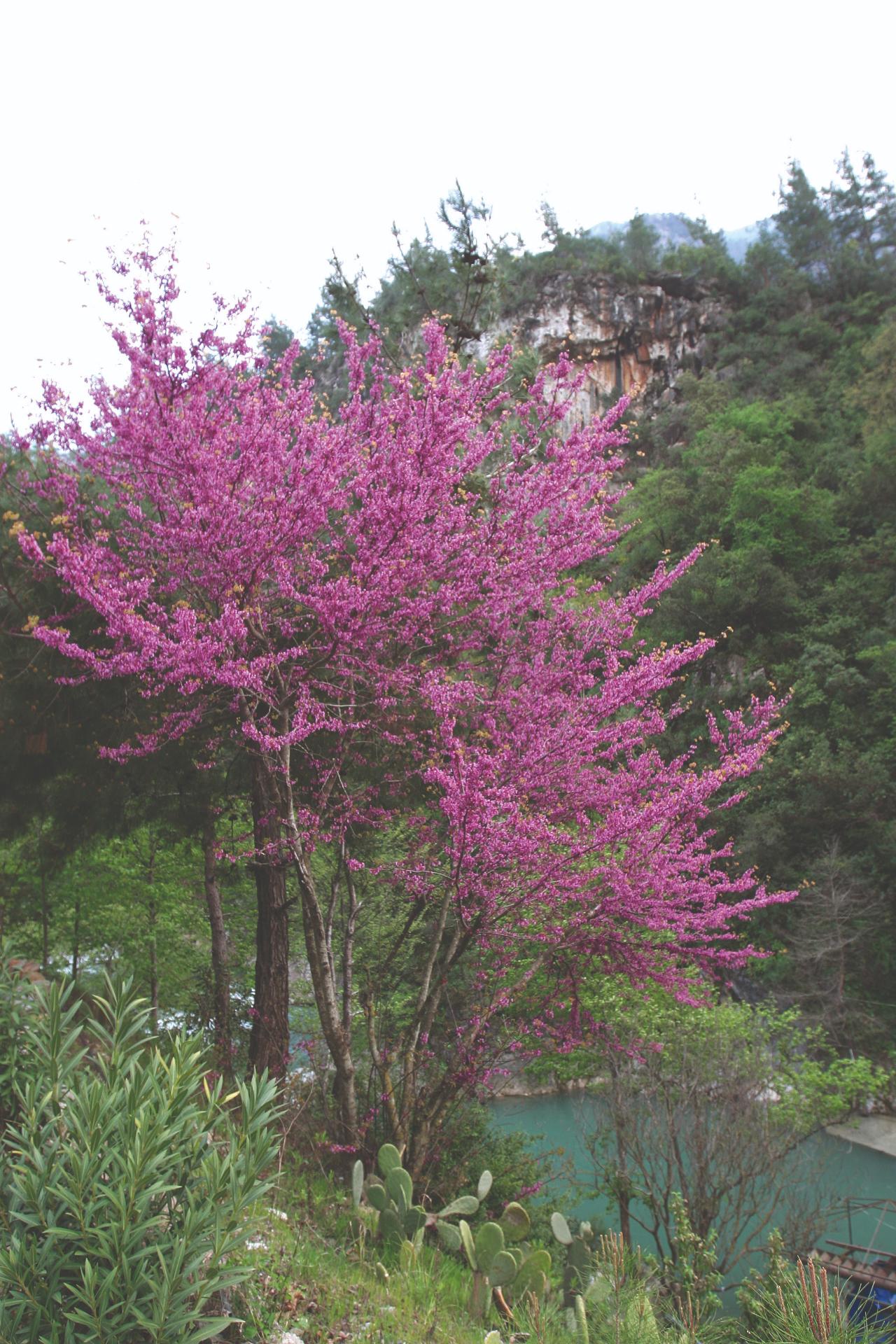 Dim Çayı Çiçekler-1