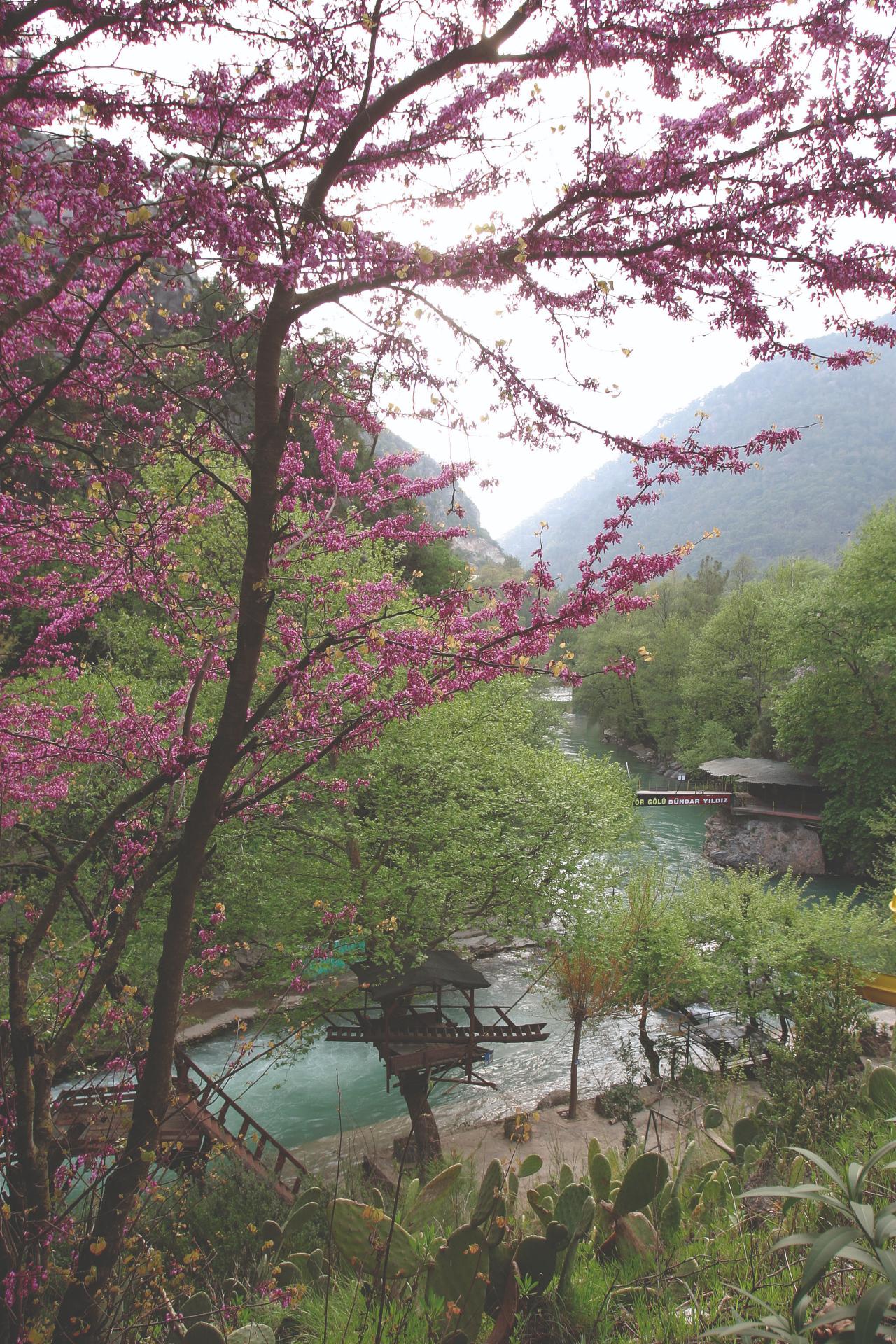 Dim Çayı Dik Çardak-1