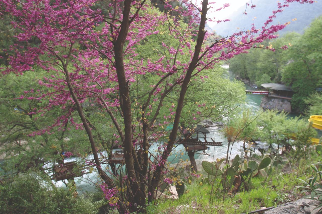 Dim Çayı Yatay Çardak-1