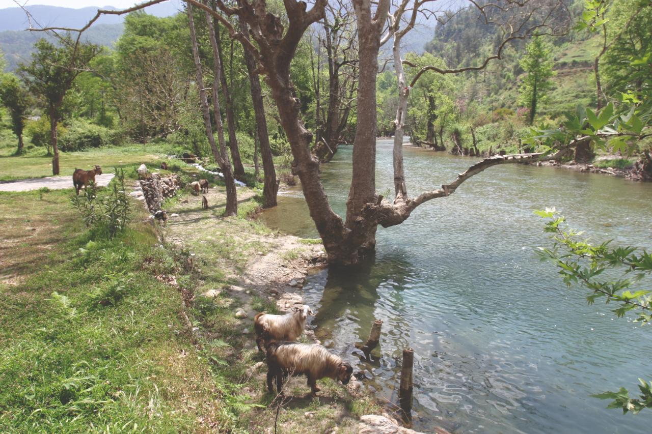 Dim Çayı Yazı 7-1