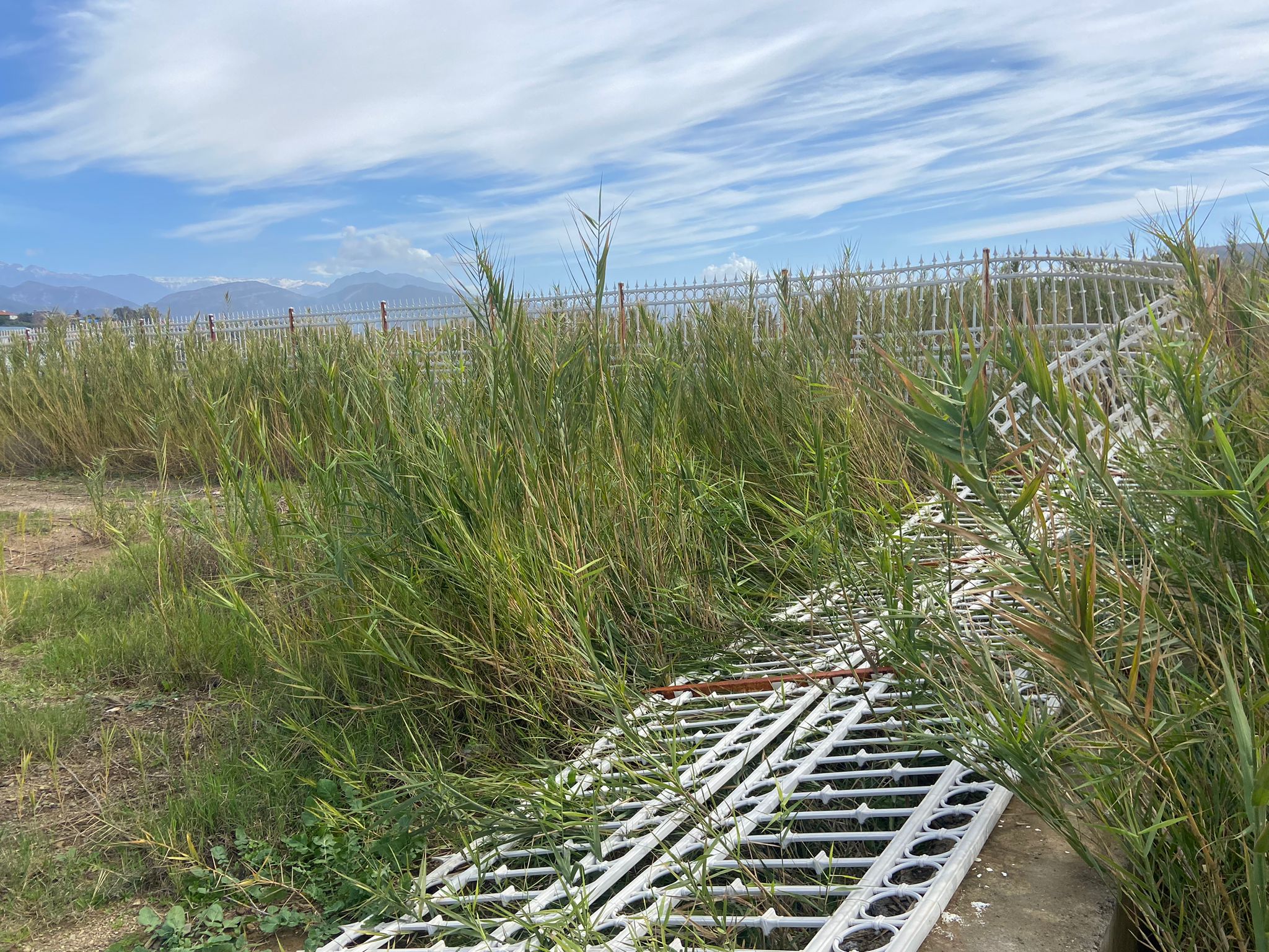 I M G 20260210 W A0012