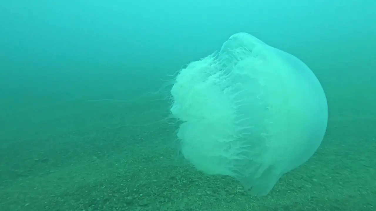 Antalya Deniz Istila A W653666 01