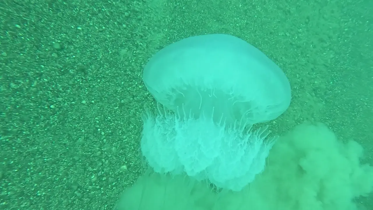 Antalya Deniz Istila A W653666 04