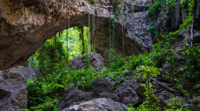 Kambocya Da Kesfedilen Ucan Yilan Evrimin Sirlarini Ortaya Koyuyor 2 1774339738