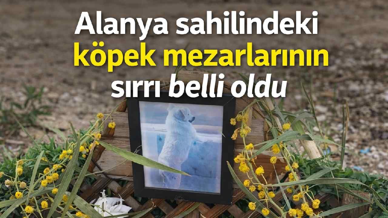 Alanya sahilindeki köpek mezarlarının sırrı belli oldu