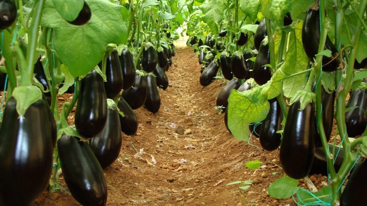 Patliacan Fiyatlari 1