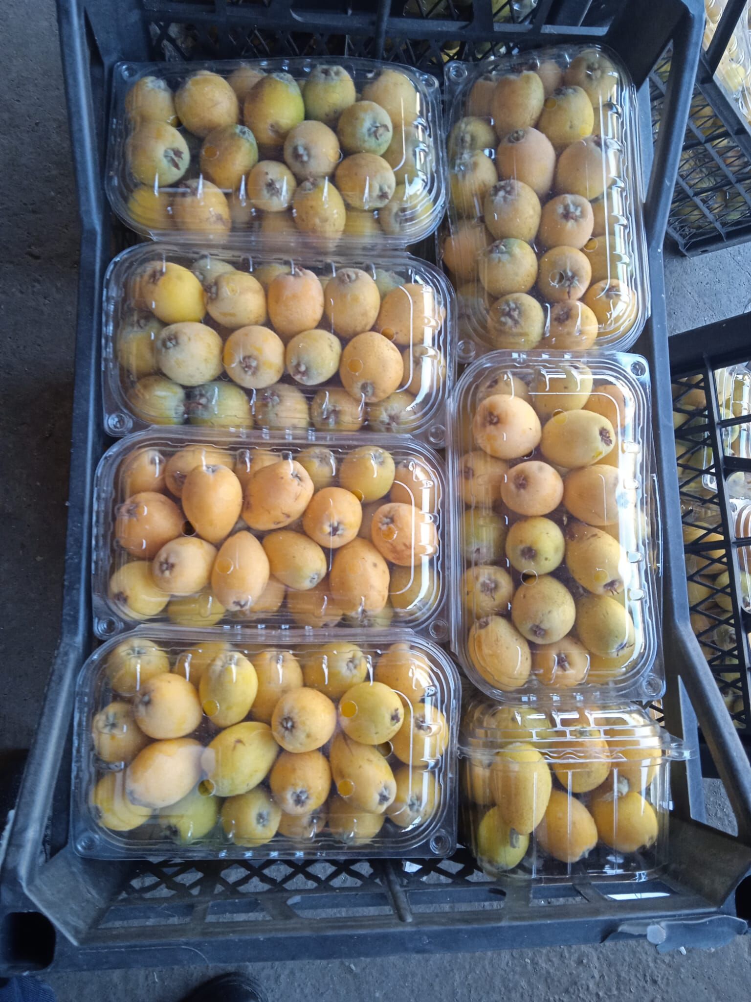 Whatsapp Image 2026 03 10 At 13.13.38