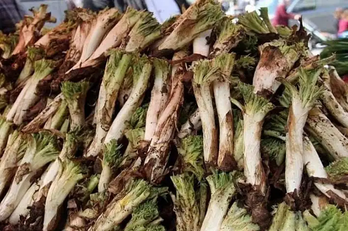 Whatsapp Image 2026 03 27 At 124249 4 1774608458 D Eu L Kx