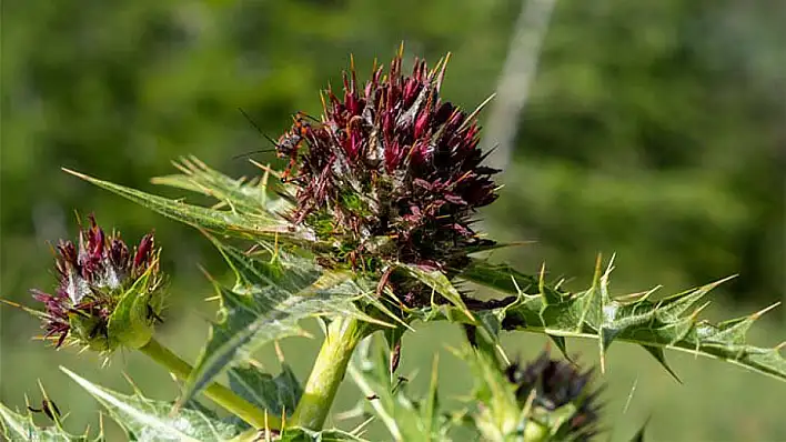 Whatsapp Image 2026 03 27 At 124250 2 1774608464 Z Y Ozk U