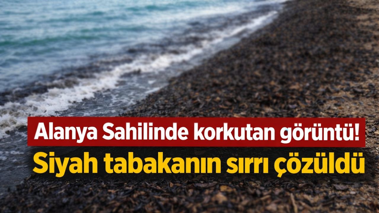 Alanya'da sahili kaplayan siyah tabaka alarmı! Bu da neyin nesi?