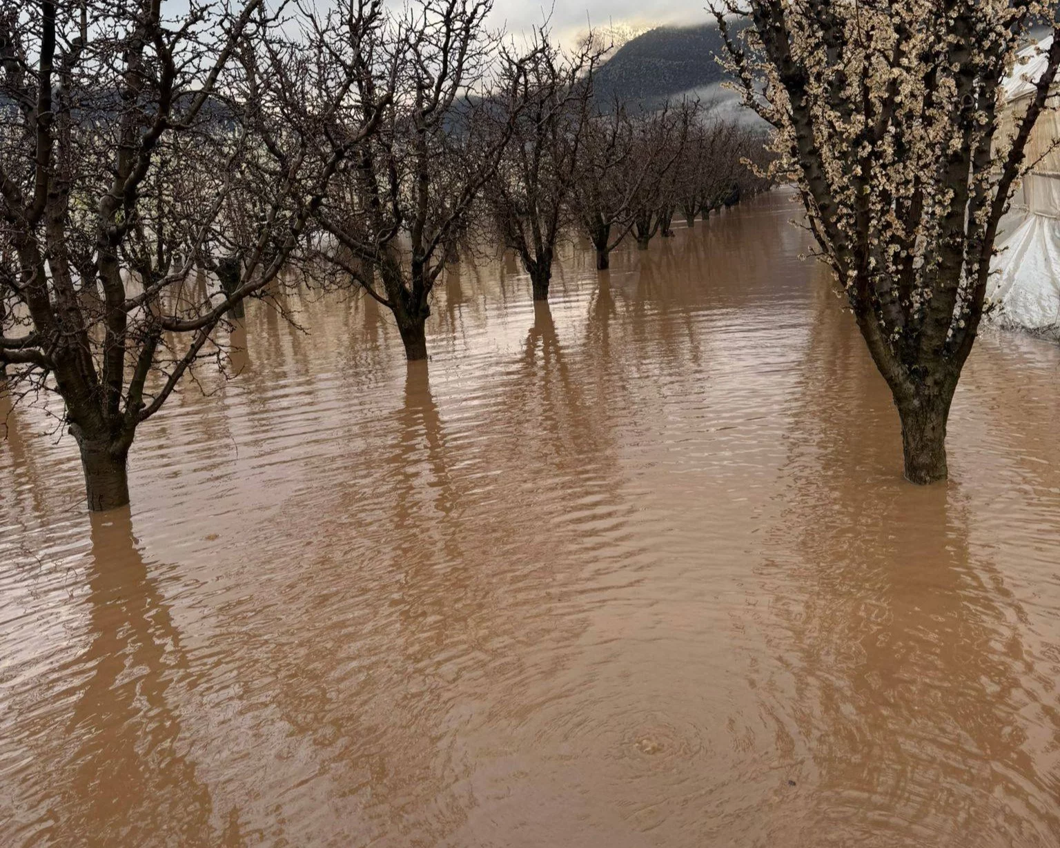 Antalyada Seralar Ve Tarim Alanlari Yine Sular Altinda Kaldi 4